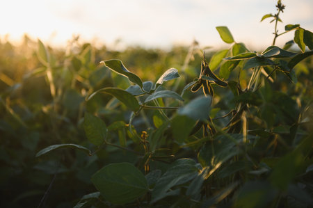 Close up of soybean plant in cultivated agricultural field, agriculture and crop protection.の写真素材