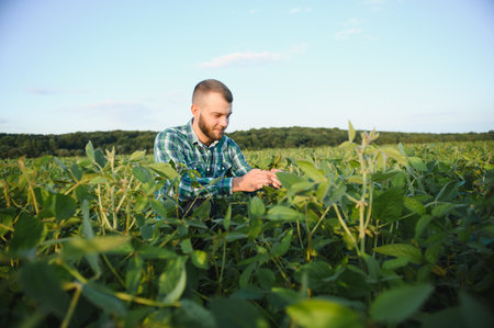 A farmer agronomist inspects green soybeans growing in a field. agriculture.
