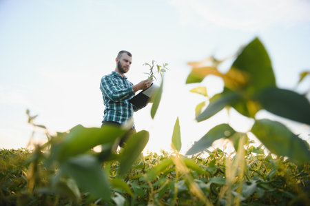 Farm worker controls development of soybean plants. Agronomist checking soya bean crops growing in...