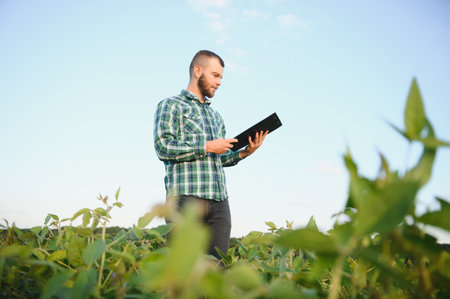 Agronomist inspecting soya bean crops growing in the field.
