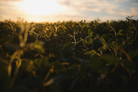 Soybean field, green field, agriculture landscape, field of soybean on a sunset sky background.の写真素材