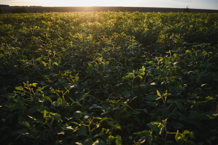 Closeup of green plants of soybean on field.の写真素材