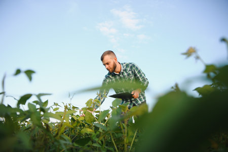 Agronomist inspects soybean crop in agricultural field - Agro concept - farmer in soybean plantation on farm.の写真素材