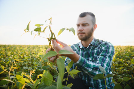 Farm worker controls development of soybean plants. Agronomist checking soya bean crops growing in the field.の写真素材