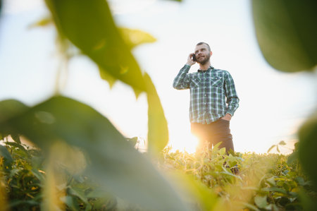Agronomist inspects soybean crop in agricultural field - Agro concept - farmer in soybean plantation on farm.の写真素材