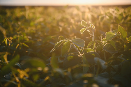 Soybean field, green field, agriculture landscape, field of soybean on a sunset sky background.の写真素材