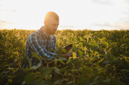 Agronomist inspects soybean crop in agricultural field - Agro concept - farmer in soybean plantation on farm.の写真素材