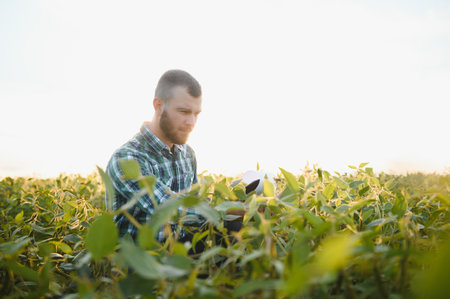 Farm worker controls development of soybean plants. Agronomist checking soya bean crops growing in the field.の写真素材