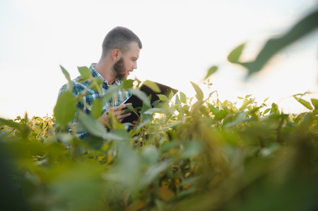 A farmer agronomist inspects green soybeans growing in a field. agriculture.の写真素材