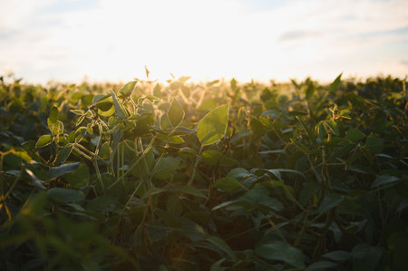 Soybean field, green field, agriculture landscape, field of soybean on a sunset sky background.の写真素材