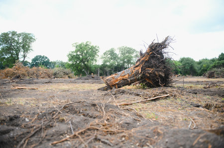 Deforestation environmental problem, rain forest destroyed for oil palm plantations.