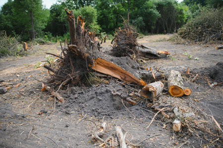 Deforestation environmental problem, rain forest destroyed for oil palm plantations.