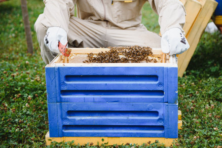 Beekeeper collect working honey. Beekeeping concept
