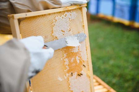 Beekeeper inspecting honeycomb frame at apiary at the summer day. man working in apiary. apiculture....