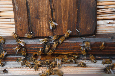 Close up of flying bees. Wooden beehive and bees