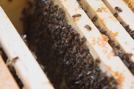 Bees on the honeycomb. Honey cell with bees. apiculture. apiary. Wooden beehive and bees. beehive...