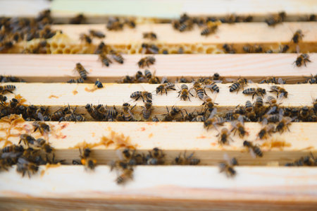 Bees on the honeycomb. Honey cell with bees. apiculture. apiary. Wooden beehive and bees. beehive...