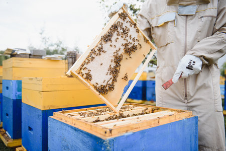 Beekeeper is working with bees and beehives on apiary. Bees on honeycomb. Frames of bee hive....