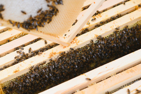 Close up view of the opened hive body showing the frames populated by honey bees.