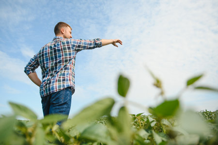 Agronomist inspecting soya bean crops growing in the farm field. agriculture production concept. young agronomist examines soybean crop on field in summer. Farmer on soybean fieldの写真素材