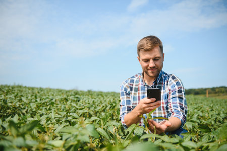 A farmer inspects a green soybean field. The concept of the harvest.