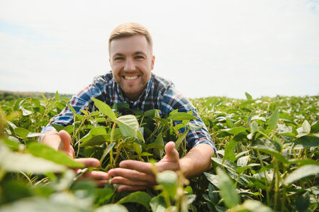 Farmer or agronomist examine green soybean plants in the fieldの写真素材