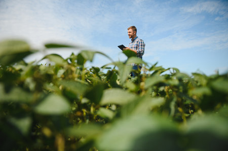 Farmer or agronomist examine green soybean plants in the fieldの写真素材