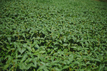 Soy pods at sunset, close up. Agricultural soy plantation and sunshine. Soy bean plant in sunny field. Green growing soybeans against sunlight.の写真素材
