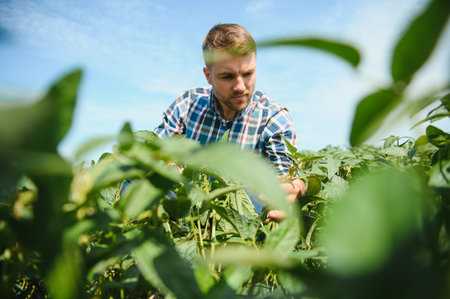 A farmer inspects a green soybean field. The concept of the harvest.の写真素材