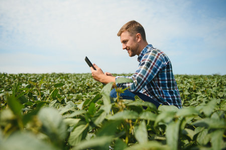 A farmer inspects a green soybean field. The concept of the harvest.