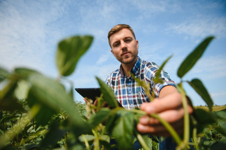 Agronomist inspecting soya bean crops growing in the farm field. agriculture production concept....