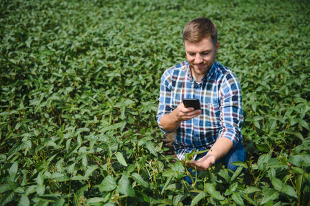 Farmer or agronomist examine green soybean plants in the fieldの写真素材