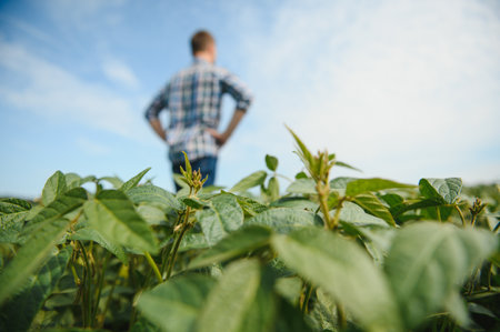 A farmer inspects a green soybean field. The concept of the harvest.の写真素材