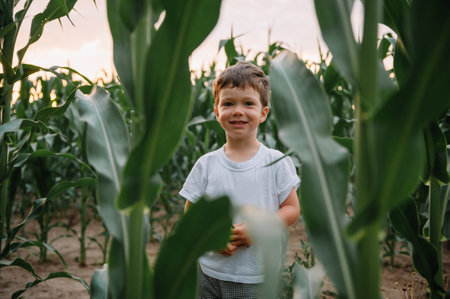 boy among the cornfield.の写真素材