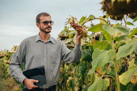 handsome agronomist holds tablet touch pad computer in the sunflower field and examining crops...
