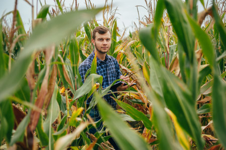 handsome agronomist holds tablet touch pad computer in the corn field and examining crops before...