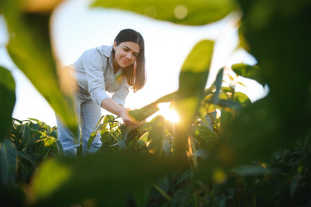 Female farmer or agronomist examining green soybean plants in the field.の写真素材