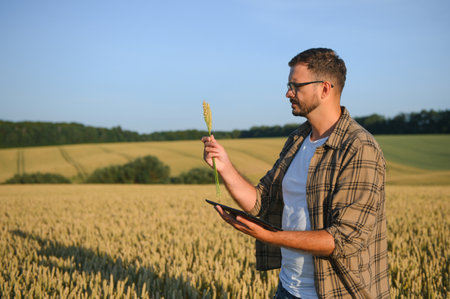 Farmer examining crops crouching in wheat farm.の写真素材