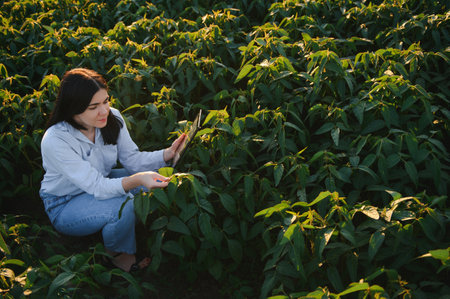A beautiful female farmer or agronomist inspects soybeans in the field at sunset. The concept of agrarian businessの写真素材