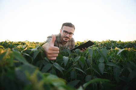 Agronomist inspecting soya bean crops growing in the farm field. agriculture production concept. young agronomist examines soybean crop on field in summer. Farmer on soybean field.の写真素材