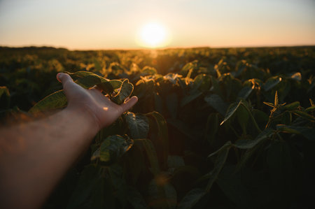 Soybean Field Rows in sunset.