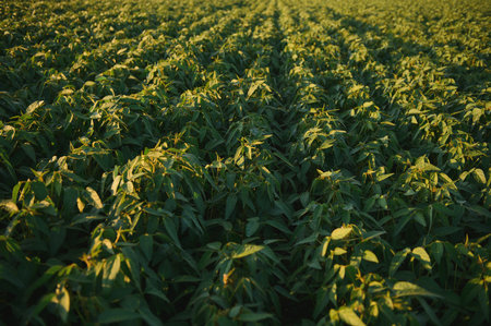 Soy field and soy plants in early morning light. soy agriculture.の写真素材