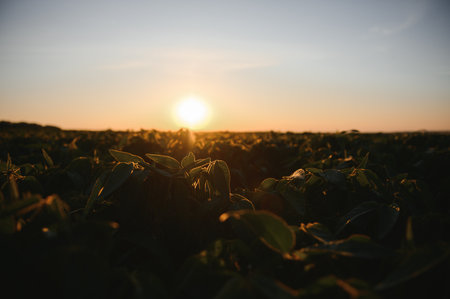 Soybean plants in agricultural field in sunset, selective focus.の写真素材