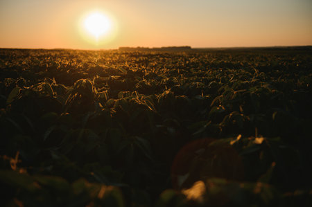 Soybean plants in agricultural field in sunset, selective focus.の写真素材