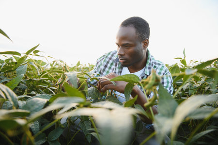An African agronomist in a soybean field examines the crop