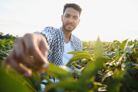 The concept of agriculture. An Indian farmer or agronomist inspects the soybean crop in a fieldの写真素材