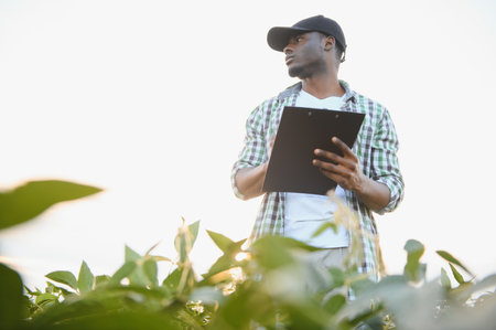 African American male farmer in soybean field at sunsetの写真素材