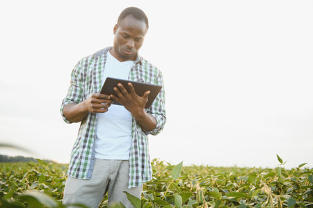 African American male farmer in soybean field at sunsetの写真素材