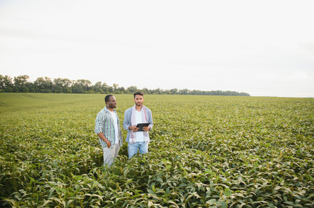 An African-American farmer and an Indian businessman in a soybean field discuss the sale of soybeans.の写真素材