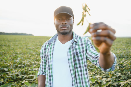 An African American male farmer or agronomist inspects soybeans in a field at sunsetの写真素材